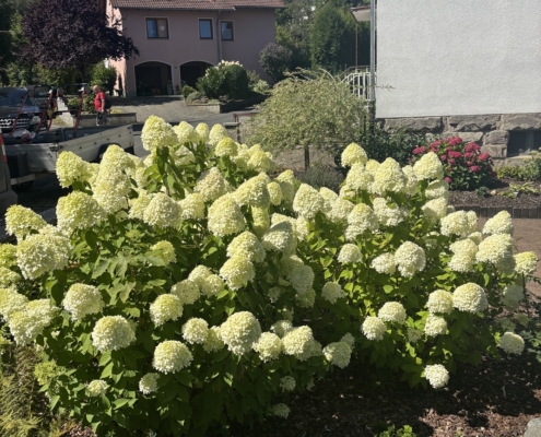 Hortensie