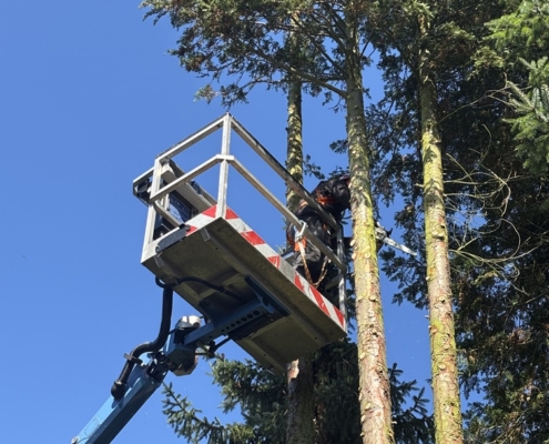 Baumfällung